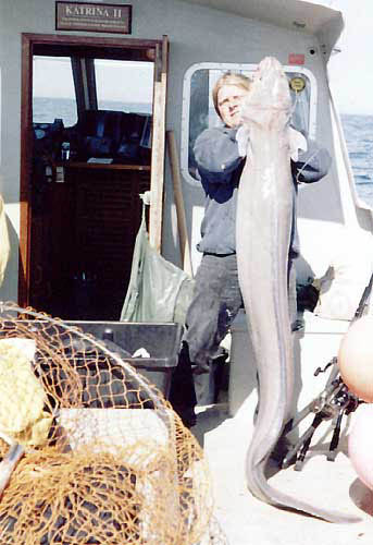 Conger Eel